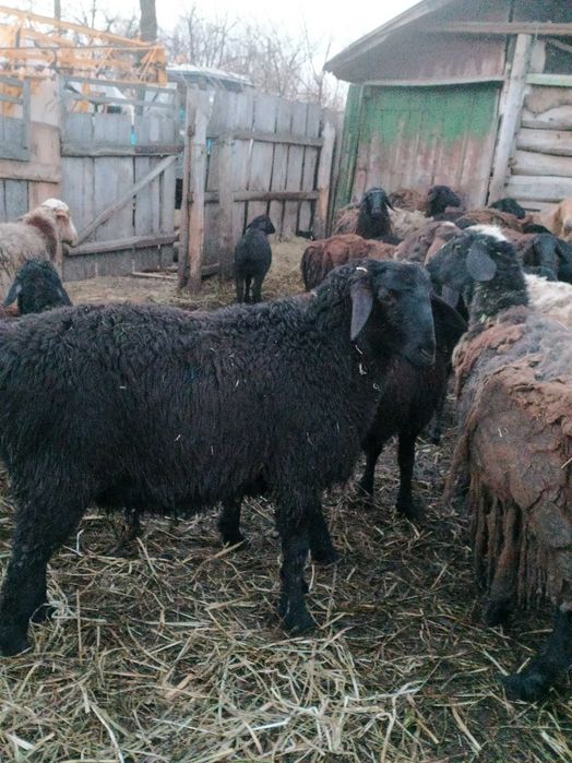 Вівці курдючної породи для розведення.
