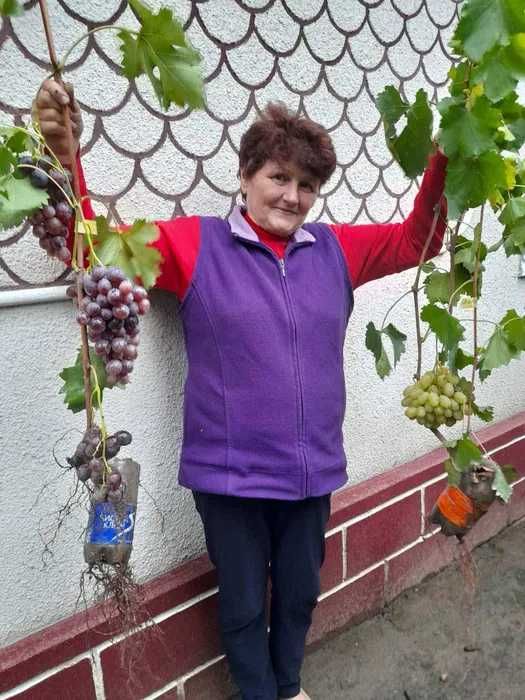 Саджанці винограду, саженцы винограда Манікюр фінгер, Торнадо, Кристал