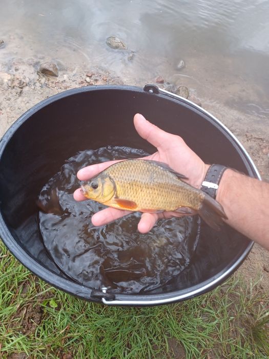 Karaś złota . Amur , Lin , Tołpyga  , Sandacz.