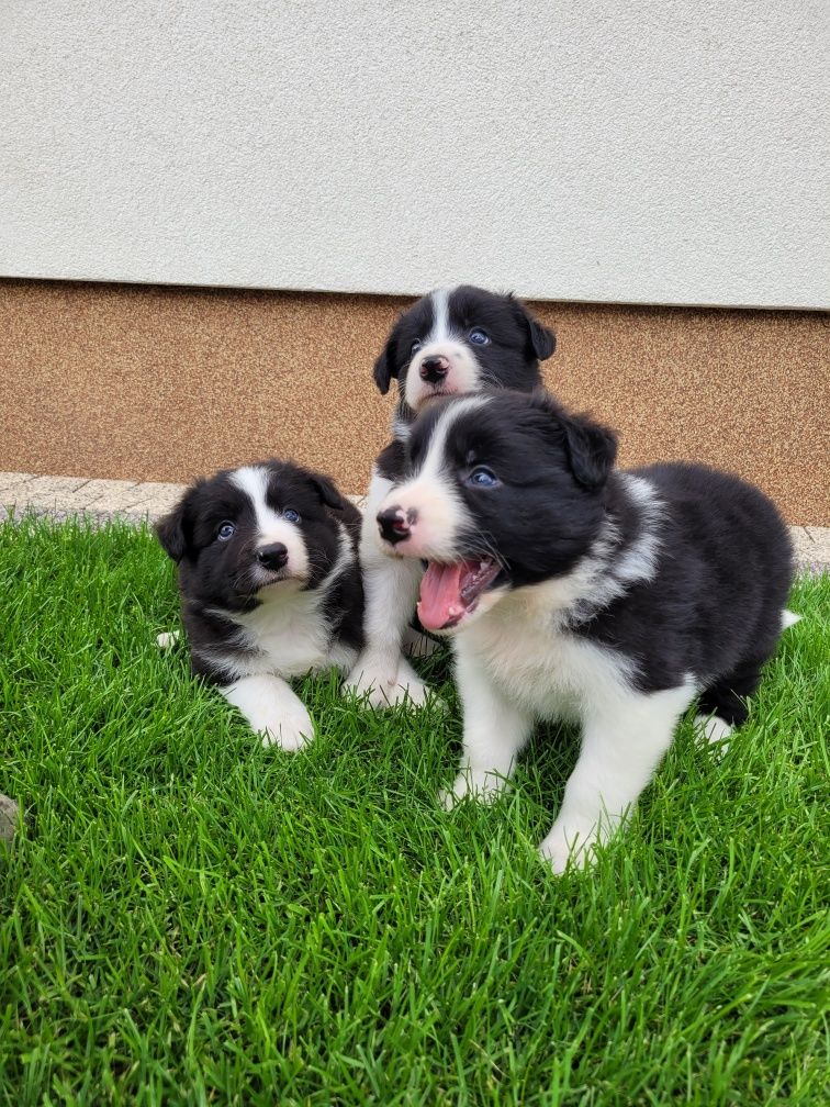Border Collie Śliczny Piesek Zapraszam