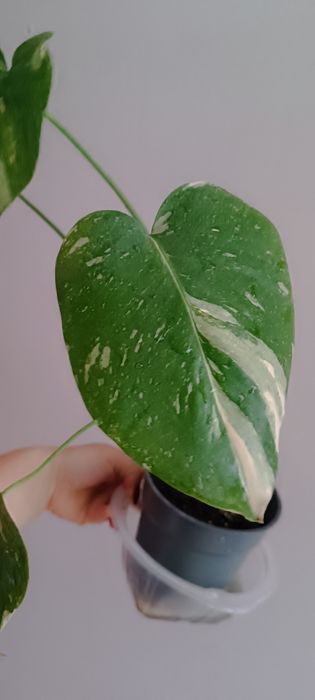 Monstera Thai Constellation