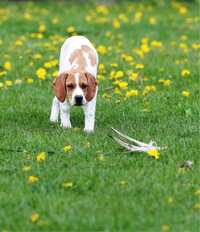 Szczenię English Pointer, Loyal Point FCI