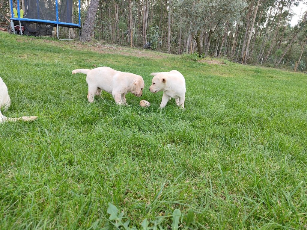 Labrador Retriever