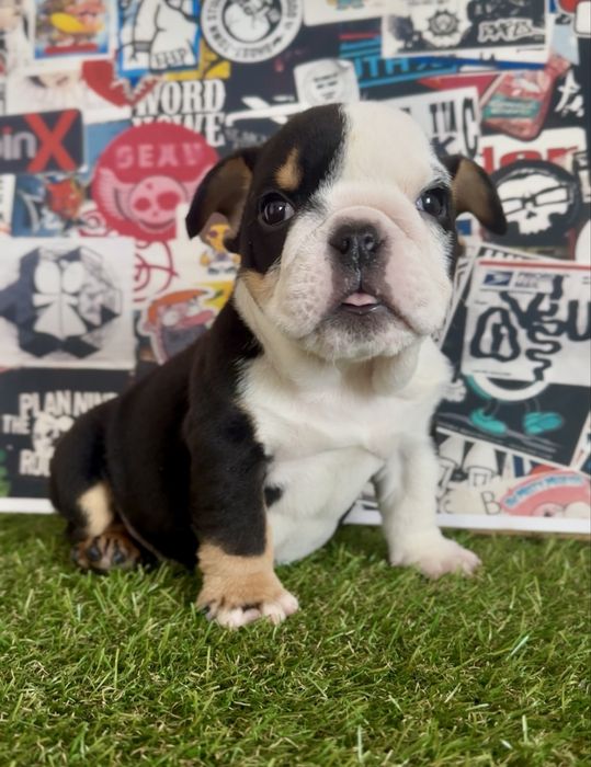 Bulldog ingles preto tricolor