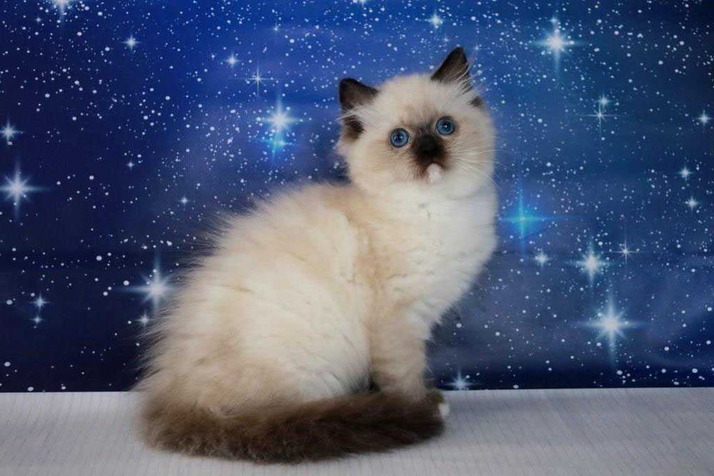 Чудовий котик регдол, забарвлення-чорний міттед. Очі яскраві сині.