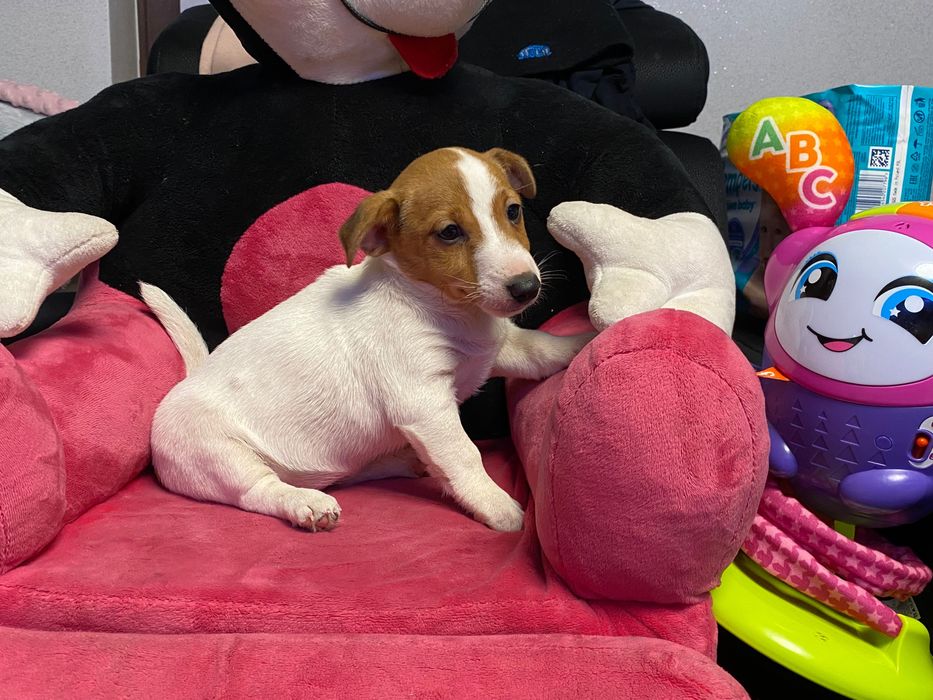 Śliczna suczka Jack Russell Terrier