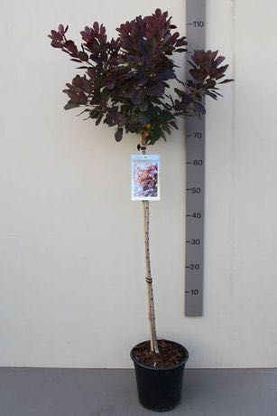 Perukowiec Royal Purple na Pniu 90 -120 cm Cena 150 zł