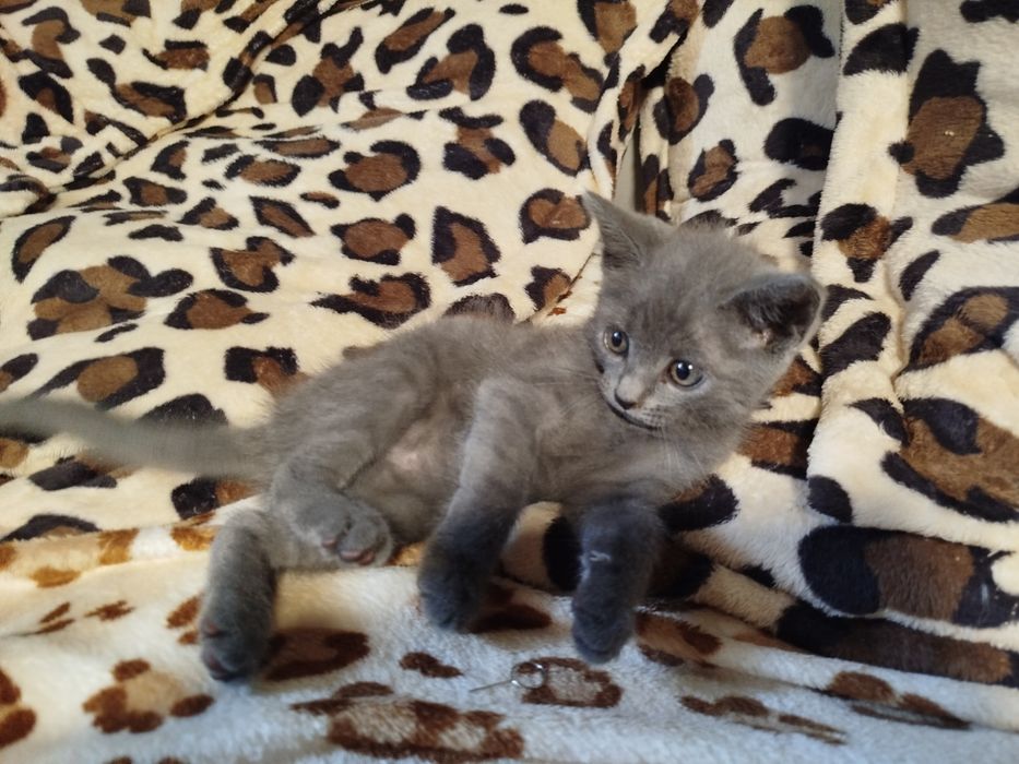 Шотландськая прямовухая.Масть Голубая