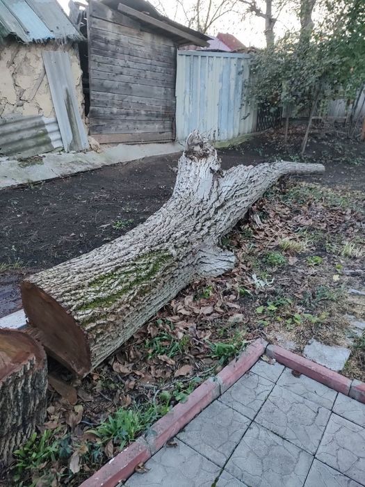 Орех, ценная порода, толстые