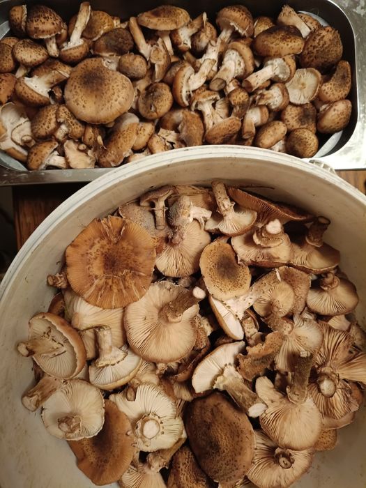 Opieńki - świeżo zebrane