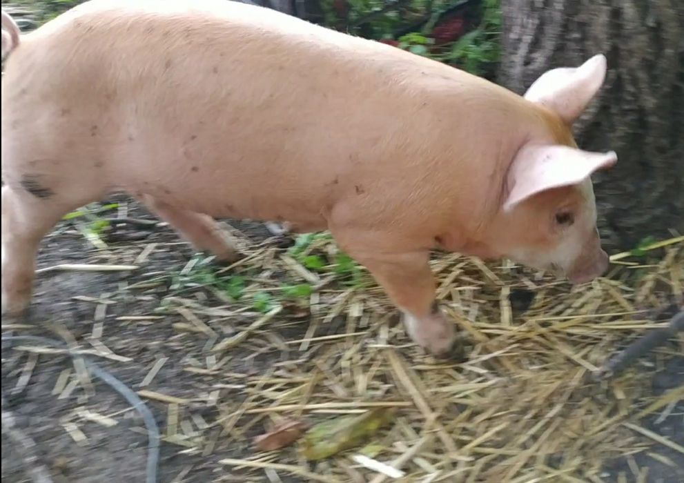 Кабанчик на племя