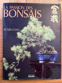 Peter Chan - La passion des bonsaïs