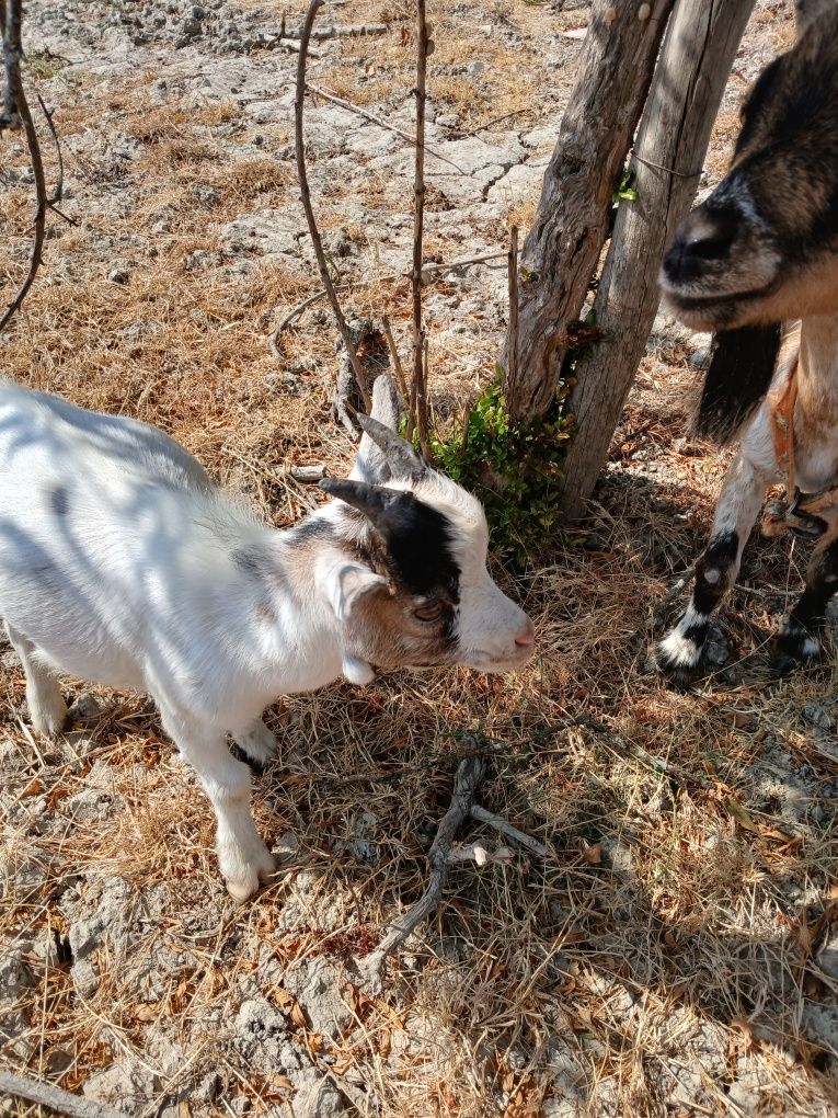 Cabrito anao super pequeno com 5.5meses