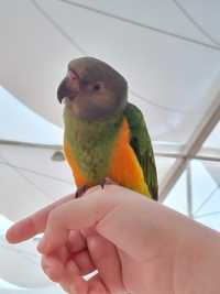 Papagaio do Senegal Criado à mão