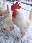Leghorn - jaja lęgowe najlepszej nioski
