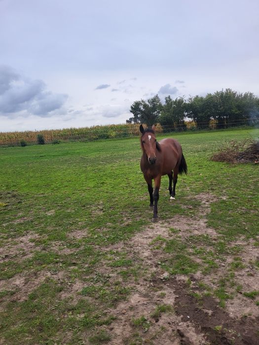 Sprzedam klacz Sląską