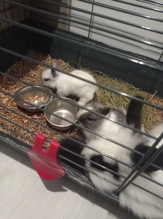 Królik miniaturka