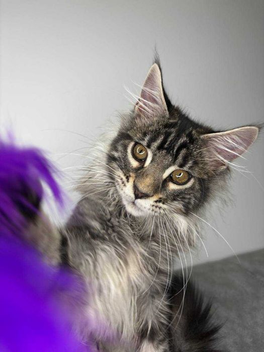 Сріблястий мейн-кун котик зі всіма документами WCF Ген тести батьків