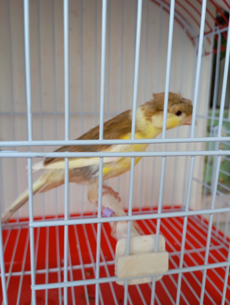 Gaiolas para aves