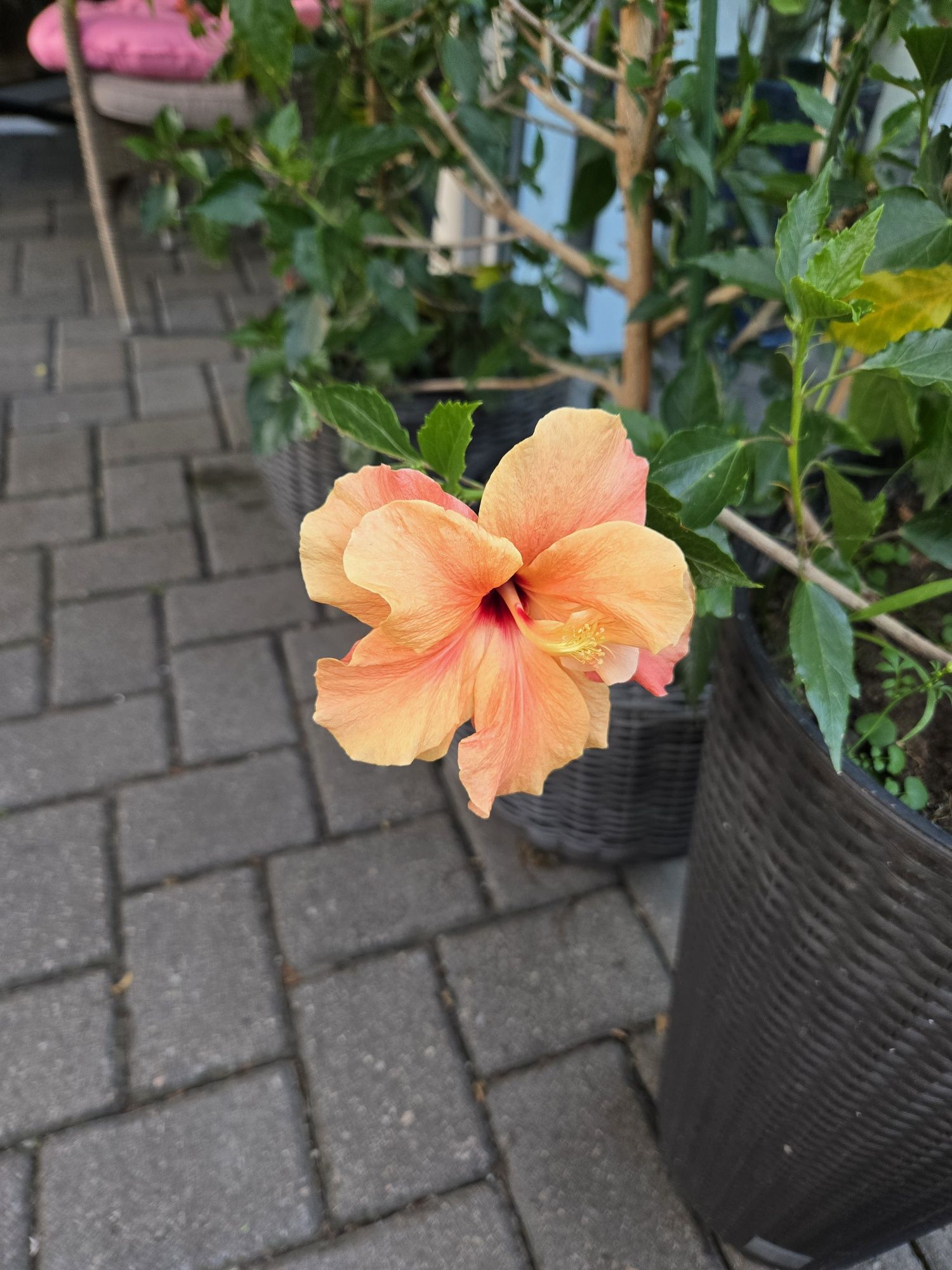 Hibiskus, róża chińska.