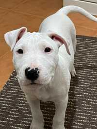 American Staffordshire Terrier