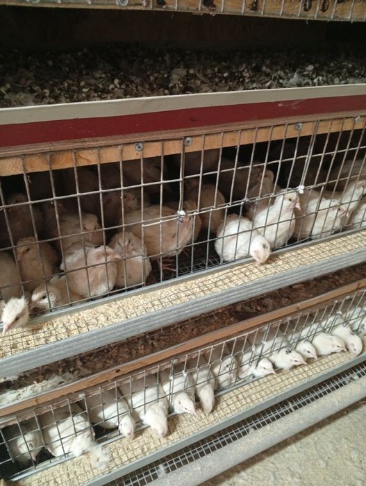 Перепілки домашні