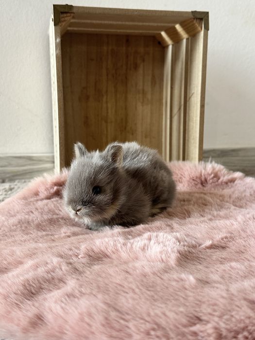Króliczki Karzełki Teddy Miniaturki Długowłose