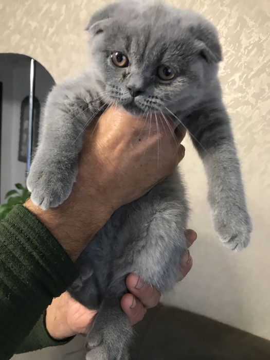 Шотландські кошенята