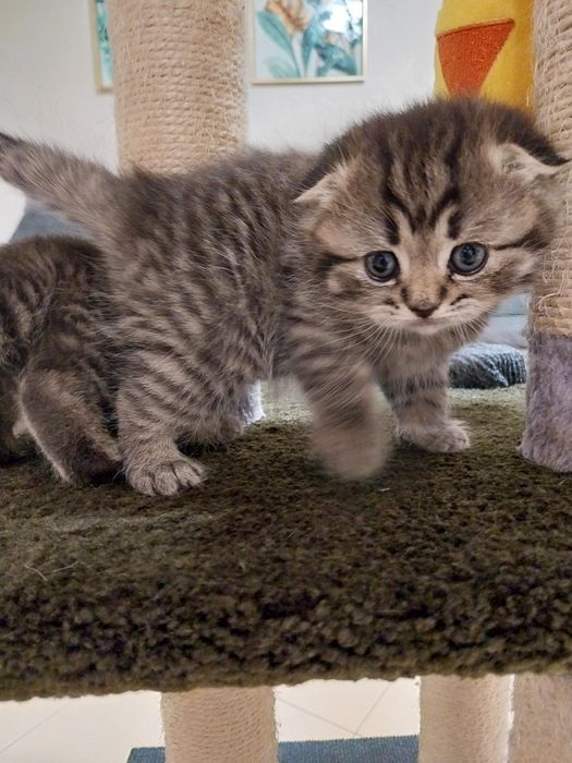 Gatinho Scottish Fold