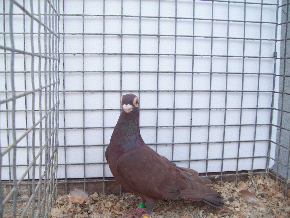 Brodawczak,brodawczaki