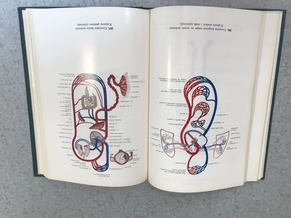 Atlas anatomii człowieka, tom 2 -  Stelmasiak, Osemlak