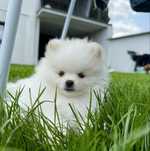 Biały Pomeranian Szpic Miniaturowy - szczeniak z metryką