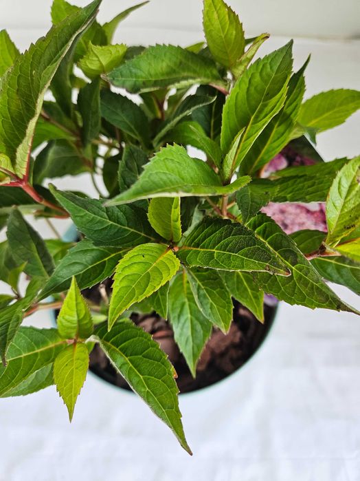 Hortensja bukietowa Blue Clouds 30cm C2 – krzew ozdobny + nawóz gratis