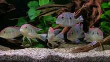 GB Ziemiojad Red Head Tapajos (Geophagus sp)