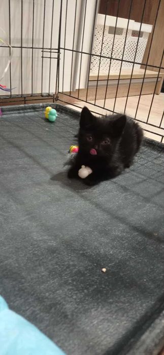 malutka kicia pilnie potrzebuje domku