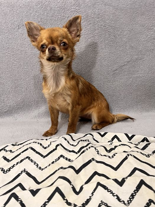 Мини дівчинка чихуахуа