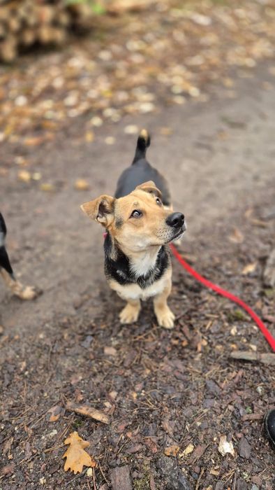 Kochająca Kredka szuka domu stałego!