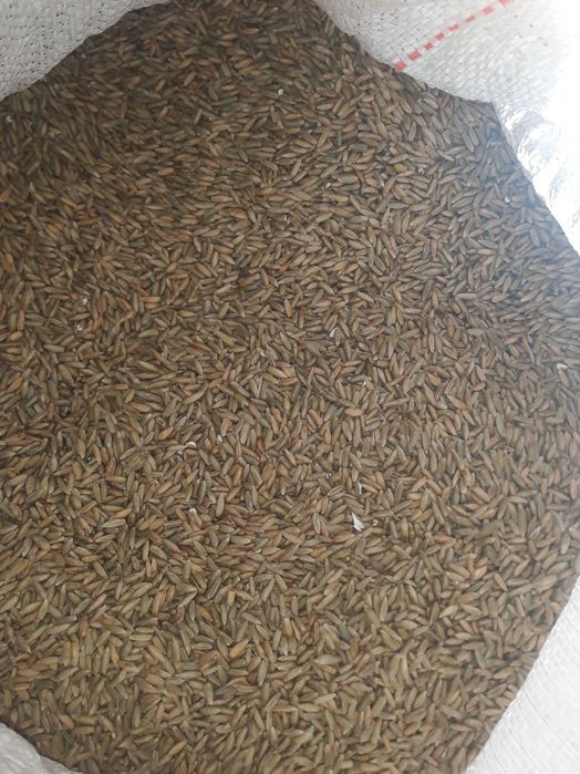 Żyto tegoroczne 2025