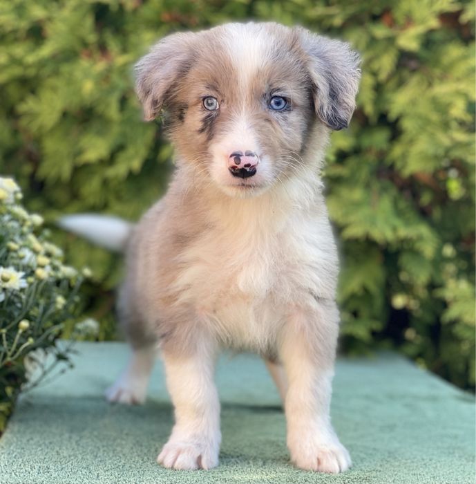 Border Collie ZARIAN do odbioru