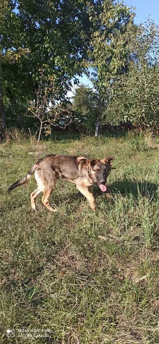 Продам кобеля німецької вівчарки 5 місяців