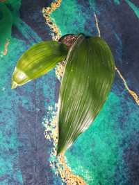 Aspidistra variegata żelazna roślina