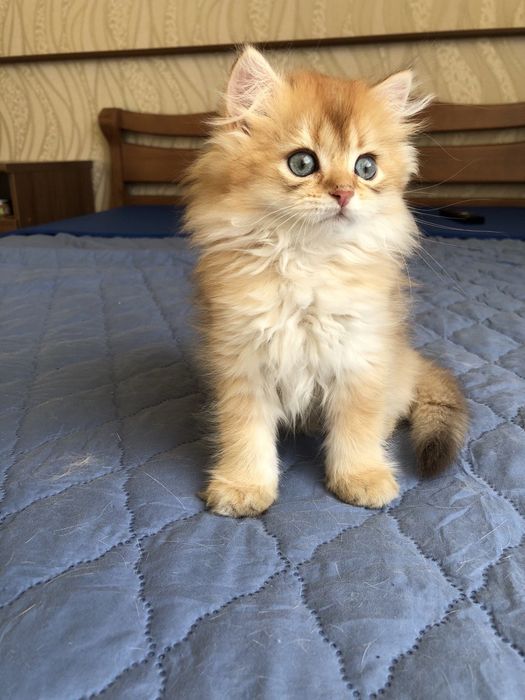 Золотий хлопчик, шиншила/Британские котята. Купить в Киеве в Украине.