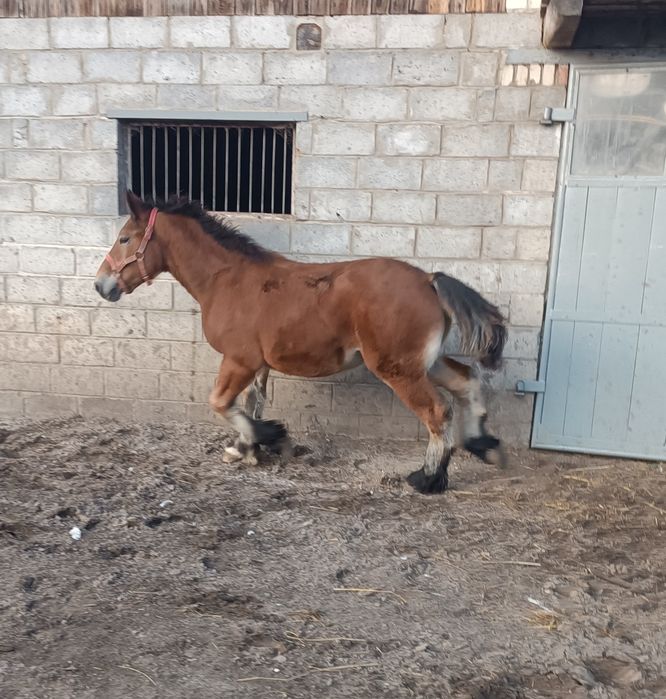 Ogierek zimnokrwisty 6 miesięcy.