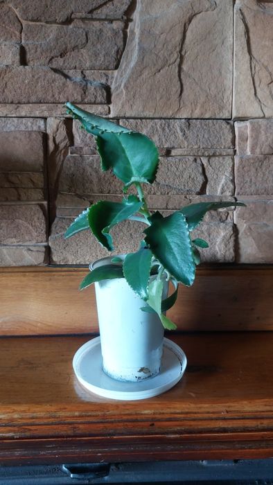 Żyworódka roślina