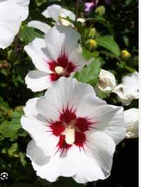 Hibiskus duży kilkuletni 100 cm wys