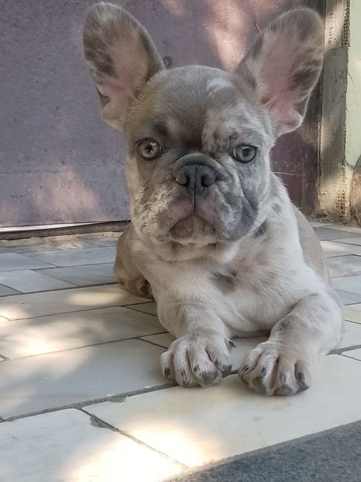 Цуценя французького бульдога