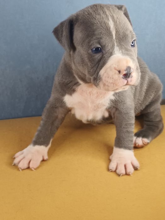 Niebieska Suczka Amstaff