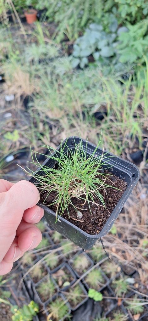 1 gautiera, 1szt strictus dwarf