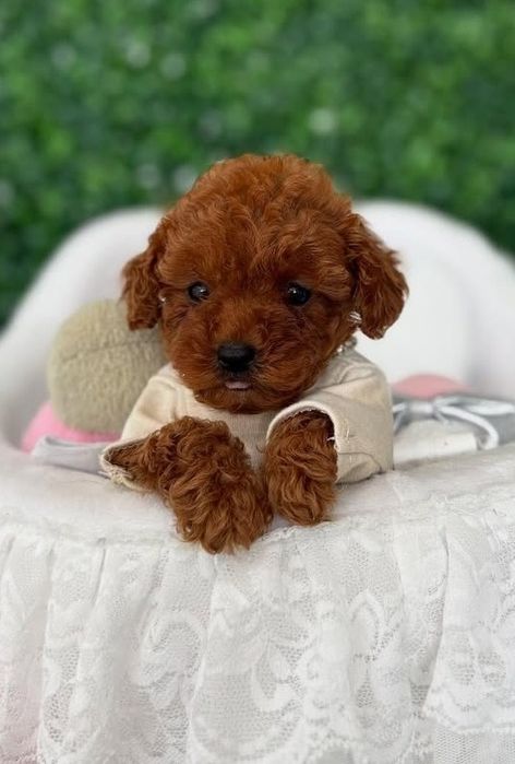 Красень той пудель