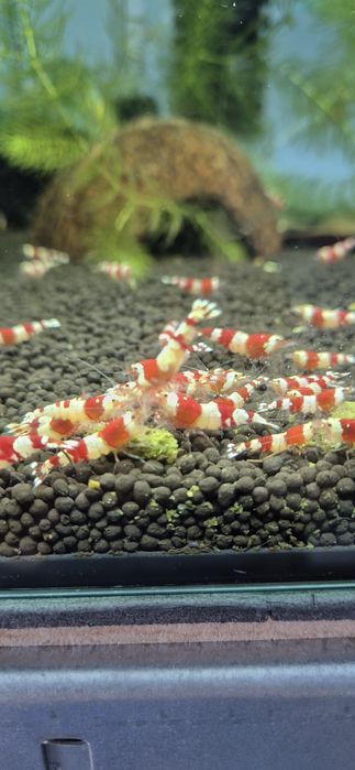 Krewetki Cristal red/ Taywan